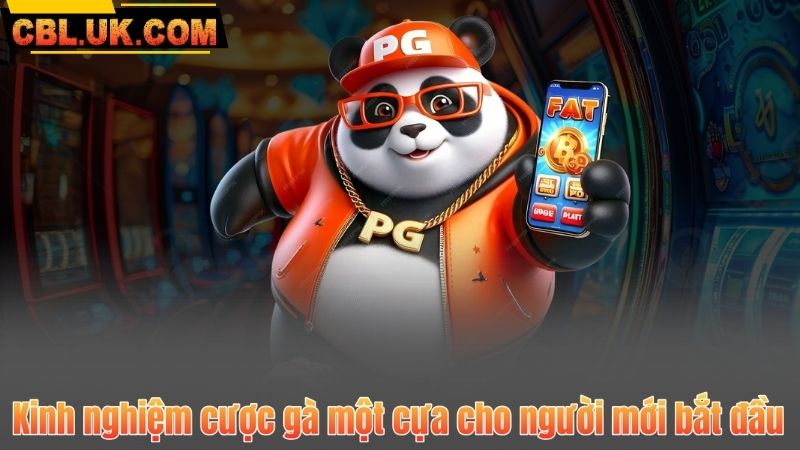 Kinh nghiệm cược gà một cựa cho người mới bắt đầu